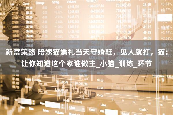 新富策略 陪嫁猫婚礼当天守婚鞋，见人就打，猫：让你知道这个家谁做主_小猫_训练_环节